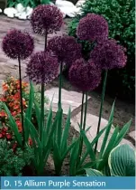  ??  ?? D. 15 Allium Purple Sensation