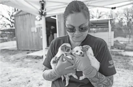  ?? MEREDITH LEE/PROVIDED BY THE HUMANE SOCIETY OF THE UNITED STATES ?? The Humane Society of the United States is assisting the Johnston County Sheriff’s Office in the rescue of dozens of dogs and puppies from a rural property as part of an alleged cruelty situation at two puppy mills in Milburn, Okla., on March 11.