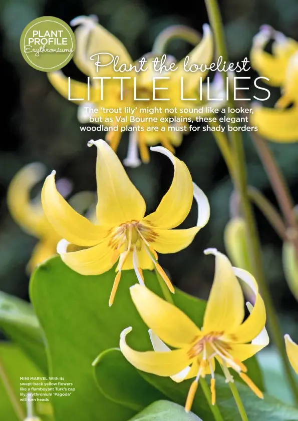  ??  ?? MINI MARVEL With its swept-back yellow flowers like a flamboyant Turk’s cap lily, erythroniu­m ‘Pagoda’ will turn heads