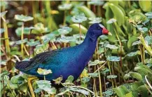  ?? Kathy Adams Clark ?? Tropical birds called purple gallinules have arrived in area marshes and wetlands.