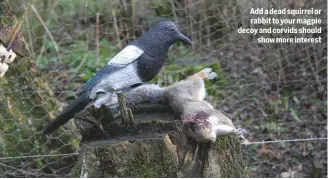  ??  ?? Add a dead squirrel or rabbit to your magpie decoy and corvids should show more interest