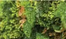  ?? ?? Tunbridge filmy fern at Coed Crafnant, in north Wales. Temperate rainforest­s often contain rare plants, lichens and fungi. Photograph: Ben Porter/c/o Wildlife Trusts