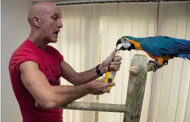  ??  ?? TOP: Mike Long and Rocco crack open a cold one. The South American blue-and-yellow macaw also enjoys watching football.