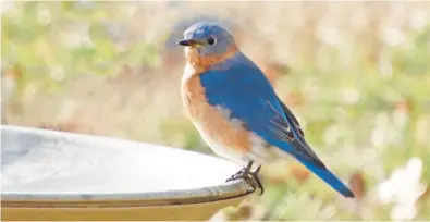  ?? CAROL SWAN/FOR CAPITAL GAZETTE ?? A male Eastern bluebird enjoys the Winegrads’ bird bath on Tuesday.