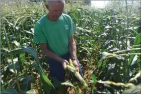  ?? KEITH REYNOLDS — THE MORNING JOURNAL ?? Patrick Fenik shows the sweet corn that made his family’s produce stand, 6413 Lake Ave. in Elyria, legendary among locals for over 70 years.