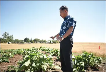  ?? PHOTOS BY KIMBERLY MORALES — MERCURY-REGISTER ?? Seng Yang points out the garden outside of the Hmong Cultural Center in Oroville.