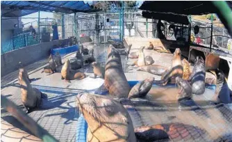  ??  ?? Dozens of sick and injured sea lions inhabit one of the large cages at the Marine Mammal Care Center at Fort MacArthur in San Pedro. Hundreds have been rescued along the California coast.