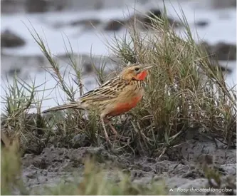  ??  ?? Rosy-throated longclaw