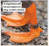  ??  ?? A ringed duck will let you explore its long, or short, history