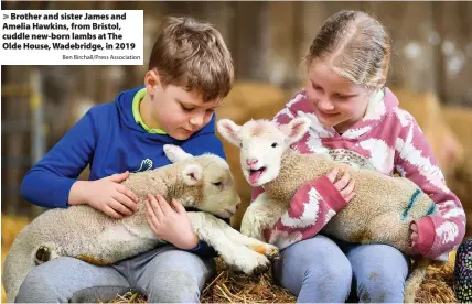  ?? Ben Birchall/Press Associatio­n ?? > Brother and sister James and Amelia Hawkins, from Bristol, cuddle new-born lambs at The Olde House, Wadebridge, in 2019