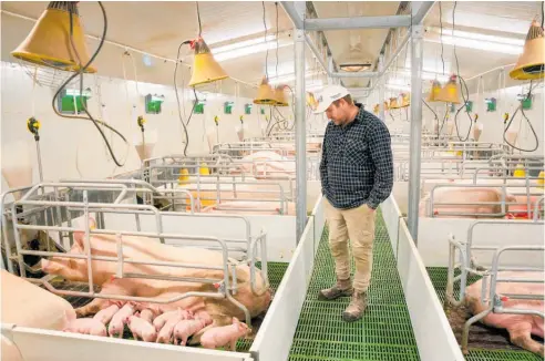  ?? Photo / Supplied ?? Farrowing crates are the maternity ward for sows.