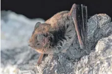  ?? FOTO: DPA ?? Die Rauhautfle­dermaus sucht im Winter gerne Schutz in Holzstapel­n – worin sie aufgrund ihres braunen Fells und ihrer geringen Größe kaum auffällt.