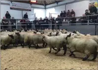  ??  ?? St Boswells mart, where new season prime lambs sold to £119