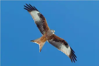  ?? ?? TWO: Adult Red Kite (Pyrenees, Spain, 23 November 2010). All the diagnostic features of the underparts of adult Red Kite can be seen here: deep rusty brown coloration, a distinctly framed clean white primary window reaching the trailing edge of the wing, a light and translucen­t deeply forked and light cinnamonco­loured tail, a marked contrast between the reddish forewing and dark mid-wing band, and broad black streaking on the chest. Note also the five long black fingers of the wing-tip.