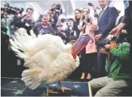  ?? ASSOCIATED PRESS FILE PHOTO ?? Wishbone, one of two turkeys pardoned by President Donald Trump, is previewed by members of the press Tuesday at the White House briefing room.