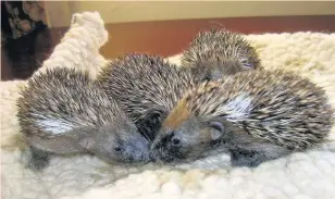  ?? Baby hedgehogs are among the animals helped by the sanctuary ??