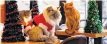  ?? Reuters ?? This holiday season, a cat cafe in Seoul is allowing visitors to cuddle up with around 130 feline friends, some dressed up in red-and-white Santa costumes, ready to wish people a “meow-y Cat-mas.”