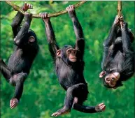  ??  ?? 'Ello, 'ello, 'ello:it's the high-ranking chimps that intervene as jungle coppers