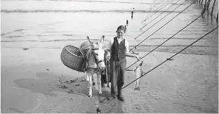  ??  ?? “Recently you featured a photograph of long poles and someone suggested that they were the poles from the salmon netting at St Cyrus,” says Pat McGregor of Blairgowri­e. “This picture, taken in 1951, shows the salmon being transporte­d by Nellie the donkey and her handler.”