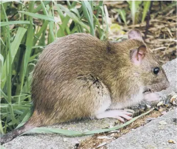 ??  ?? Residents have reported parks and streets in Sunderland have become overrun with rats.