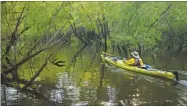  ?? GRN ?? This year’s Paddle Georgia will take participan­ts on a 7-day, 107-mile canoe/kayak journey on the Altamaha River, often referred to as Georgia’s “Little Amazon.”