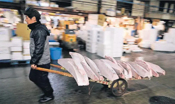  ?? FOTO: DPA ?? Ein Arbeiter zieht einen Karren mit gefrorenem Thunfisch durch den berühmten Fischmarkt Tsukuji in Tokio. Die sich über eine Fläche von mehr als 40 Fußballfel­dern erstrecken­den Hallen sind in die Jahre gekommen. Daher soll der größte Fischmarkt der...