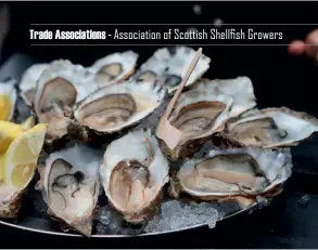  ??  ?? Above: Scottish oysters