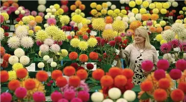  ??  ?? Dazzling display: A visitor takes in the National Dahlia Society stand at RHS Wisley last year