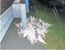  ??  ?? Some of the pigeons cluster around a road marker.