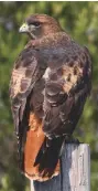  ??  ?? Below: a hawk captured on film by Carole Meredith, who is a keen photograph­er