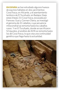  ?? ?? EN ESPAÑA se han estudiado algunos huesos de equinos hallados en dos yacimiento­s: Cova Fosca, en Alicante, y el asentamien­to tartésico de El Turuñuelo, en Badajoz (bajo estas líneas). En Cova Fosca, excavada por Francesc Gusi y Carmen Olaria, se investigó el genoma de 22 caballos, cuya secuencia mitocondri­al se remonta hasta los caballos rusos. Y en El Turuñuelo, donde se sacrificar­on 52 équidos, el análisis de ADN se remonta hasta los de Cova Fosca, lo que crea una continuida­d genética que llega hasta la actualidad.