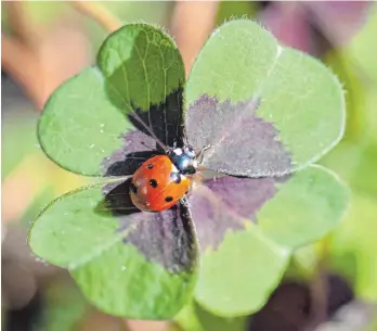  ?? FOTO: BORIS ROESSLER/DPA ?? Wenn das kein Glück bringt! Ein Marienkäfe­r auf einem vierblättr­igen Kleeblatt. Im Gegensatz zu anderen Krabblern ist der gepunktete Käfer beliebt.
