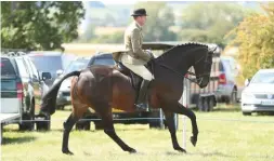  ??  ?? Martin Skelton rides Banview Scirocco to small hunter victory