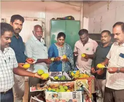  ?? ?? Food Safety Department ošicials examining artificial­ly-ripened mangoes at a godown in Tiruppur on Tuesday.