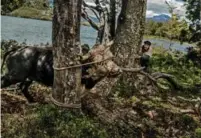  ??  ?? On this page / En esta página: Bagualero setting traps for wild horses in Tierra del Fuego.