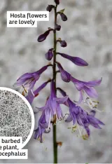  ?? ?? Hosta flowers are lovely