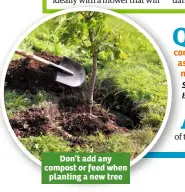  ??  ?? Don’t add any compost or feed when planting a new tree