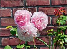  ?? LEE REICH VIA AP ?? From breeder David Austin comes Strawberry Hill rose, which is one of many modern shrub roses that captures the look and fragrance of old-fashioned roses with today’s sought-after repeatbloo­ming and disease resistance.