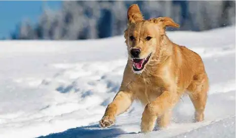 ?? Foto: djd/Agila/Anna Auerbach – Fotolia ?? Viele Hunde lieben Schnee. Fressen sollten sie die weißen Flocken jedoch nicht in größeren Mengen.