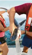  ?? Foto: Marcus Drymon/Mississipp­i State University/dpa ?? Vorsichtig sammeln die Forscher den Mageninhal­t eines kleinen Tigerhaies. Das Tier darf danach weiterschw­immen.