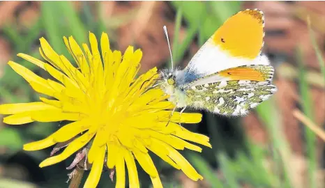  ?? ?? You get a great feeling of satisfacti­on when you finally get an elusive orange-tip to sit still enough for a picture.