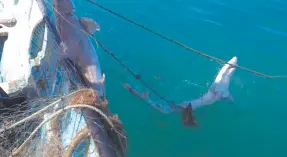  ?? ?? Apenas el pasado martes fue liberado un tiburón blanco, de 3 metros de largo, por pescadores de la bahía San Jorge, al quedar atrapado en una red de pesca.