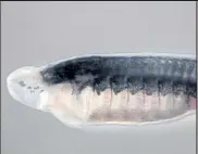  ?? David Jandzik / Courtesy photo ?? A three-month-old Crispr-mutant sea lamprey larva.