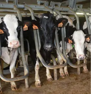  ?? Breazeale) (Photo by MSU Extension/Linda ?? Holstein cows take their turn in the milking parlor at the Joe Bearden Dairy Research Center on May 30, 2018, in Sessums, Mississipp­i.