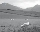  ?? LISA MARIE PANE/AP ?? Sheep graze at the base of Ben Nevis in Scotland.