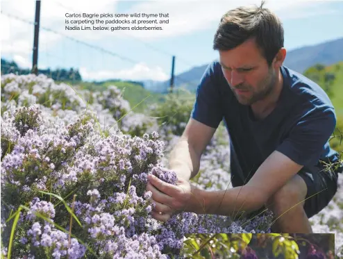  ?? ?? Carlos Bagrie picks some wild thyme that is carpeting the paddocks at present, and Nadia Lim, below, gathers elderberri­es.