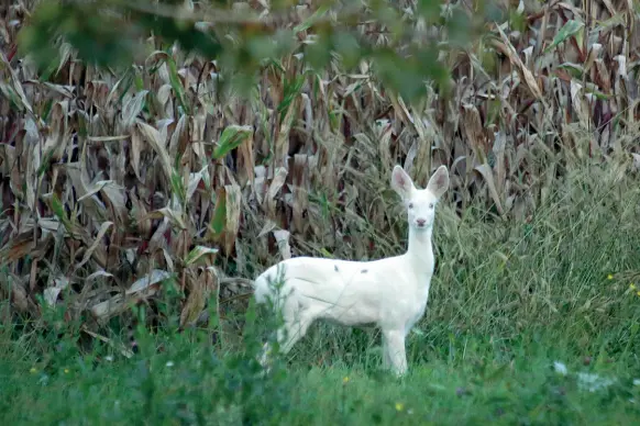  ??  ?? ScopertoL’animale guarda fisso il fotografo , il tempo di uno scatto e sparisce insieme ad un suo simile (foto servizio Zanfron)