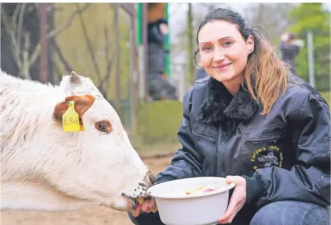  ?? FOTOS: PETER MEUTER ?? Josefine Busekroos ist eine von vier Tierpflege­rn, die in der Fauna beschäftig­t sind. Hier füttert sie ein Zwergzebu, die vor kurzem erst im Gräfrather Tierpark eingezogen sind.