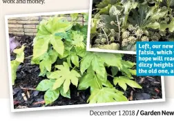  ??  ?? Left, our new fatsia, which we hope will reach the dizzy heights of the old one, above