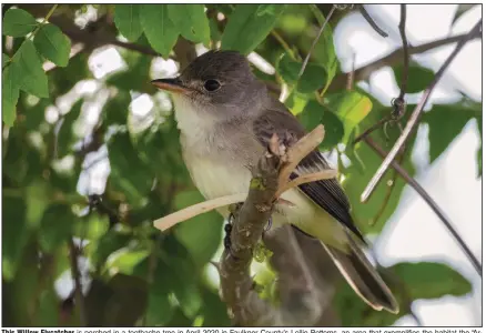  ?? (Special to the Democrat-Gazette/Michael Linz) ?? This Willow Flycatcher is perched in a toothache tree in April 2020 in Faulkner County’s Lollie Bottoms, an area that exemplifie­s the habitat the “Arkansaw Flycatcher” likes best.